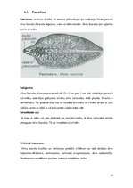 Referāts 'Medicīniskā parazitoloģija. Helmintozes', 25.