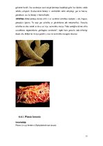 Referāts 'Medicīniskā parazitoloģija. Helmintozes', 31.