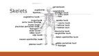 Prezentācija 'Kas ir skelets?', 6.