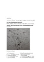 Referāts 'Neiroķirurģisko operāciju apraksti', 17.