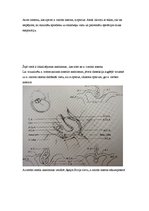 Referāts 'Neiroķirurģisko operāciju apraksti', 19.