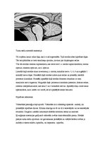 Referāts 'Neiroķirurģisko operāciju apraksti', 28.