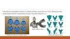 Prezentācija 'Izņemamās parciālās zobu protēzes ar plastmasas bāzi izgatavošanas klīniskie, la', 5.