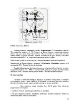 Konspekts 'Ģenētikas teorijas konspekts', 14.