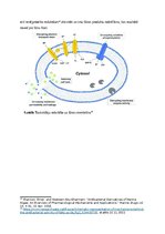 Referāts 'Aļģu antibakteriālie metabolīti kā patogēno E.coli celmu noārdītāji', 14.