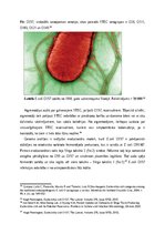 Referāts 'Aļģu antibakteriālie metabolīti kā patogēno E.coli celmu noārdītāji', 17.