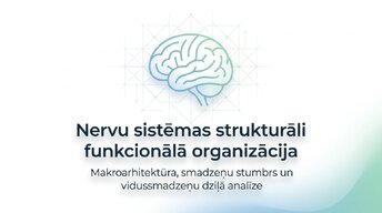 Prezentācija 'Smadzeņu stumbrs un vidussmadzeņu dziļā analīze', 1.