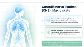 Prezentācija 'Smadzeņu stumbrs un vidussmadzeņu dziļā analīze', 2.
