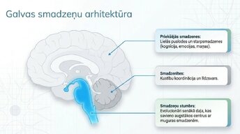 Prezentācija 'Smadzeņu stumbrs un vidussmadzeņu dziļā analīze', 5.