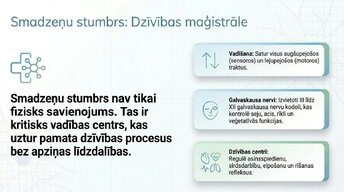 Prezentācija 'Smadzeņu stumbrs un vidussmadzeņu dziļā analīze', 6.