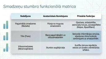 Prezentācija 'Smadzeņu stumbrs un vidussmadzeņu dziļā analīze', 7.