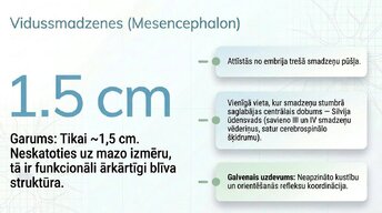 Prezentācija 'Smadzeņu stumbrs un vidussmadzeņu dziļā analīze', 8.