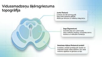 Prezentācija 'Smadzeņu stumbrs un vidussmadzeņu dziļā analīze', 9.
