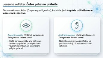 Prezentācija 'Smadzeņu stumbrs un vidussmadzeņu dziļā analīze', 10.
