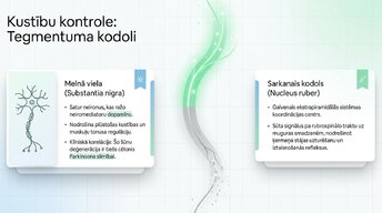 Prezentācija 'Smadzeņu stumbrs un vidussmadzeņu dziļā analīze', 11.