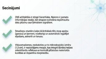 Prezentācija 'Smadzeņu stumbrs un vidussmadzeņu dziļā analīze', 14.