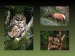 Prezentācija 'Redvudas Nacionālais parks', 8.