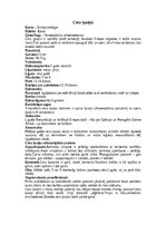 Referāts 'Kauķi', 4.