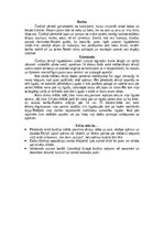 Referāts 'Kauķi', 14.