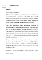 Konspekts 'Saules pinums un kjejotājnervs', 4.