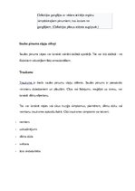 Konspekts 'Saules pinums un kjejotājnervs', 7.