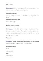 Konspekts 'Saules pinums un kjejotājnervs', 9.