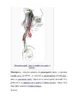 Konspekts 'Saules pinums un kjejotājnervs', 11.