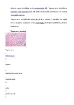 Konspekts 'Saules pinums un kjejotājnervs', 15.