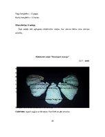 Diplomdarbs 'Didaktiskās rotaļas 5-6 gadus vecu bērnu atmiņas attīstībā', 35.