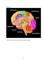 Referāts 'Marihuānas izmantošana ārstnieciskos nolūkos', 21.