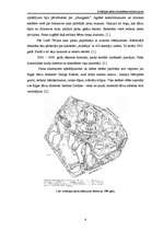 Referāts 'Arkādijas parka ekosistēmas raksturojums', 6.