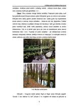 Referāts 'Arkādijas parka ekosistēmas raksturojums', 9.