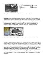 Konspekts 'Senā Krēta un Mīnojas civilizācija', 6.