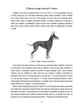Referāts 'Suņu šķirne - angļu toiterjers', 16.