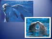 Prezentācija 'Dolphin', 5.