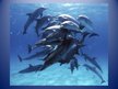 Prezentācija 'Dolphin', 7.