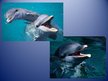 Prezentācija 'Dolphin', 14.