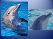 Prezentācija 'Dolphin', 15.