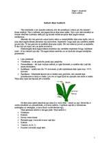 Referāts 'Ieskats tējas kultūrā', 1.