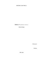 Referāts 'Koala', 1.