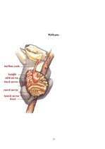 Referāts 'Koala', 11.