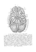 Referāts 'Cilvēka smadzenes', 23.