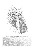 Referāts 'Cilvēka smadzenes', 25.