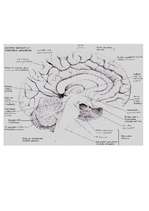 Referāts 'Cilvēka smadzenes', 26.