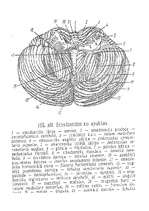 Referāts 'Cilvēka smadzenes', 27.