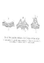 Referāts 'Cilvēka smadzenes', 29.