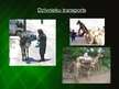 Prezentācija 'Transports', 7.