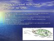 Prezentācija 'Зоология', 6.