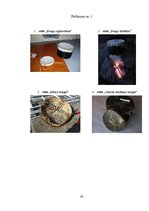 Referāts 'Šamanisms, transs un mūzika', 26.