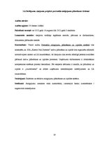 Referāts 'Audita rokasgrāmata SIA "Kinetyc nail system"', 29.